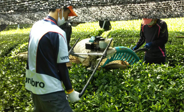 natural green tea field