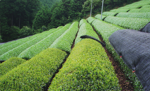 お茶刈り風景