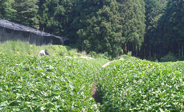green tea field and bags
