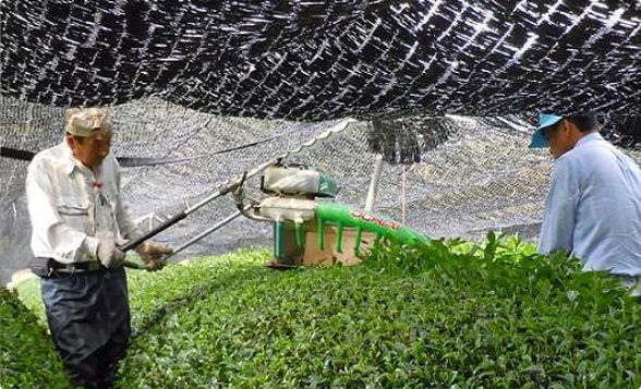 natural green tea field