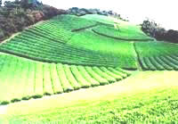 tea field