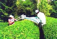 tea field